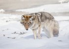 Sue Richardson_Coyote.jpg : Coyote, Lamar Valley, Sulphur Cauldron, USA Yellowstone Montana Wyoming Idaho winter